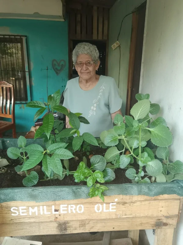 Fotografia semillero con plantas