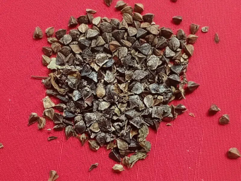 Trigo sarraceno medium